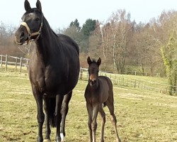 broodmare Pamina Diamond (Trakehner, 2010, from Axis TSF)