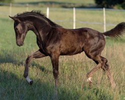 Pferd Stute von Imposantos/Ferro (Bayer, 2020, von Imposantos)