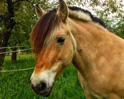 horse Tyra (Fjord Horse, 2004, from Johrel)