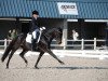 dressage horse Benji (German Riding Pony, 2005, from Henry)