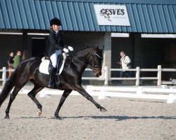 dressage horse Benji (German Riding Pony, 2005, from Henry)