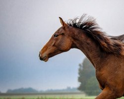 Springpferd Una Bella (Deutsches Sportpferd, 2020, von Uno I)