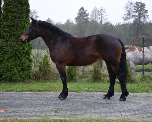 Pferd Fanta (Polnisches Warmblut, 2015)