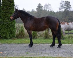 Pferd Fanta (Polnisches Warmblut, 2015)