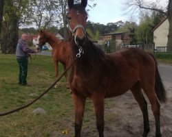 jumper Victoria (German Sport Horse, 2019, from Vulkato)