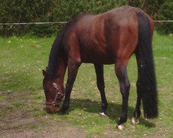 jumper Ramieresz (German Sport Horse, 2003, from Re Mexico)