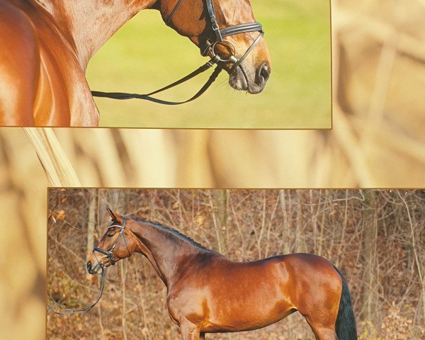 broodmare Daylight 189 (Oldenburg, 2003, from Diamond Hit)