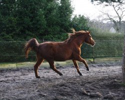 broodmare Wesola (Mecklenburg, 1999, from Weltfriede)