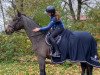 jumper Obora's Mercury (Oldenburg show jumper, 2006, from Griseldi)