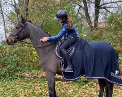 jumper Obora's Mercury (Oldenburg show jumper, 2006, from Griseldi)