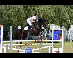 jumper Valentino 335 (German Riding Pony, 2008, from Vincent)