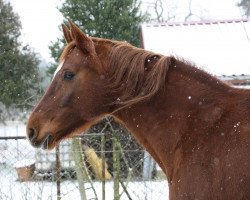 horse Satinka (Mecklenburger, 2005, from Saverio)