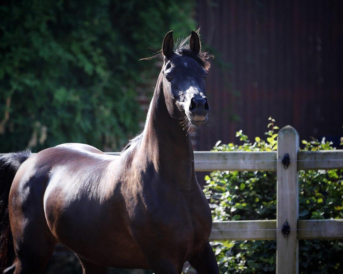 broodmare Mumtaz mon Amour CF (Arabian purebred, 2015, from Borsalino K)
