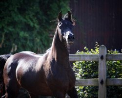 broodmare Mumtaz mon Amour CF (Arabian thoroughbred, 2015, from Borsalino K)