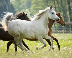 broodmare Al Janina CF ox (Arabian thoroughbred,  , from Jenisseij ox)