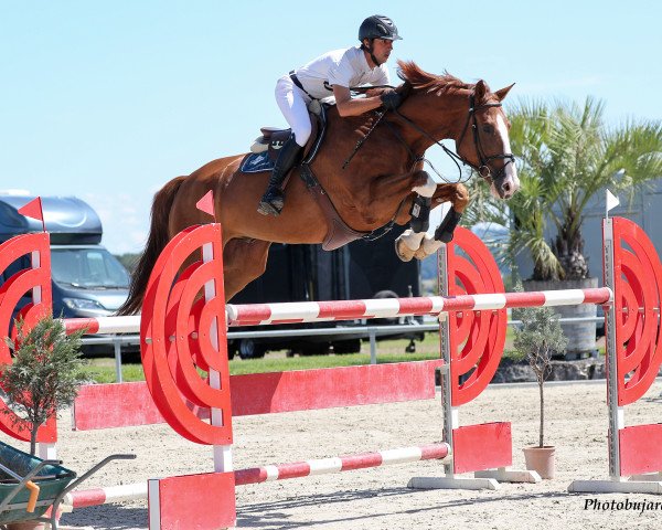 Springpferd Epke G (Zangersheide Reitpferd, 2012, von Elvis Ter Putte)