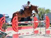 jumper Epke G (Zangersheide riding horse, 2012, from Elvis Ter Putte)