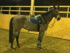 broodmare Eunice 2 (German Sport Horse, 2008, from Atlas Bavaria)