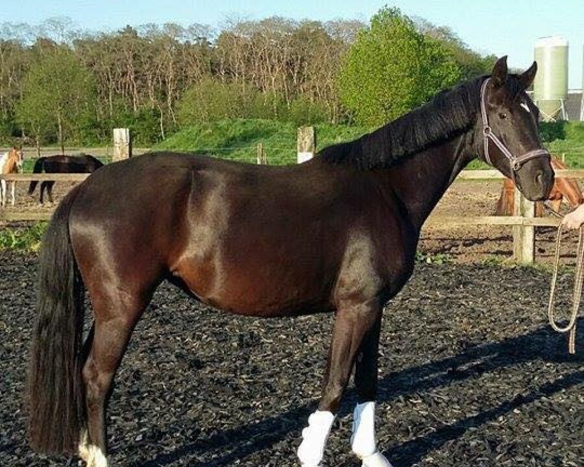 broodmare Uzuri Van De Halderhoeve (Oldenburg, 2013, from For Romance I)