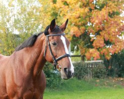 broodmare Farah Diva 6 (Bavarian, 1995, from Welt As)