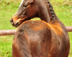 dressage horse Cara MaBelle (Trakehner, 2020, from High Motion 2)