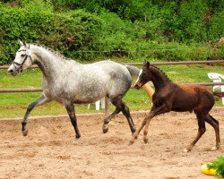 broodmare Cara Matinee (Trakehner, 2014, from Silvermoon)