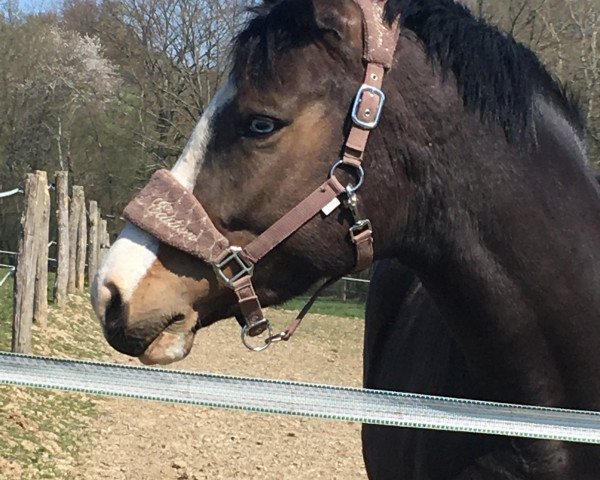 Springpferd Miss Milky Way (Trakehner, 2016, von Hirtentanz 2)