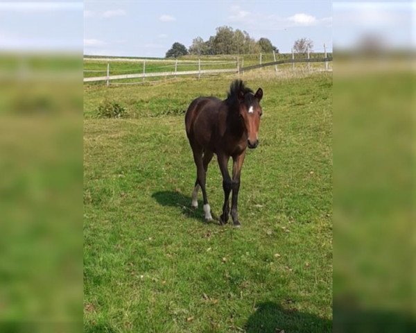 Springpferd Kiss my Karma (Deutsches Reitpony, 2020, von Captain Meyer WE)