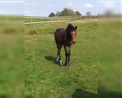 jumper Kiss my Karma (German Riding Pony, 2020, from Captain Meyer WE)