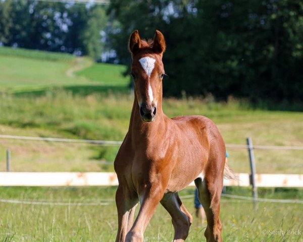 dressage horse Charmeur Royale (German Riding Pony, 2020, from DSP Cosmo Royale)