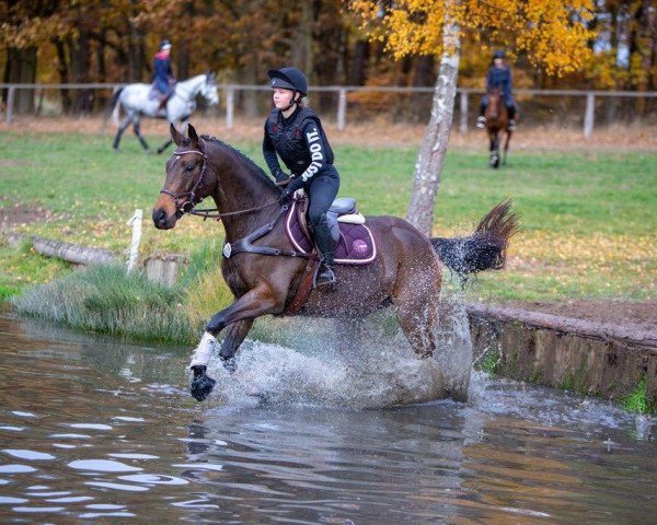 broodmare Cara Luana (Trakehner, 2013, from Silvermoon)