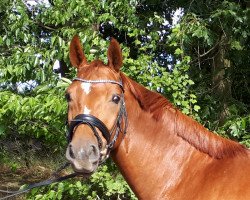 dressage horse Dimacci K (Oldenburg, 2014, from Dimaggio)