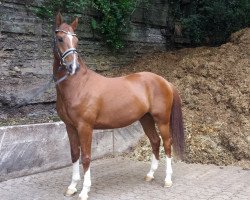 horse Bentley 93 (Rhinelander, 2011, from Boston)