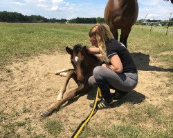 jumper Matecum (Trakehner, 2019, from Tecumseh)