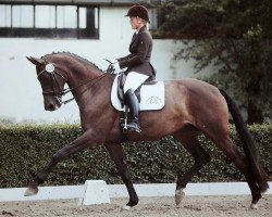 broodmare Famous Fiorella (Trakehner, 2005, from Finley M)