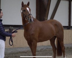 Springpferd Vivien Red (Rheinländer, 2016, von van Halen Z)