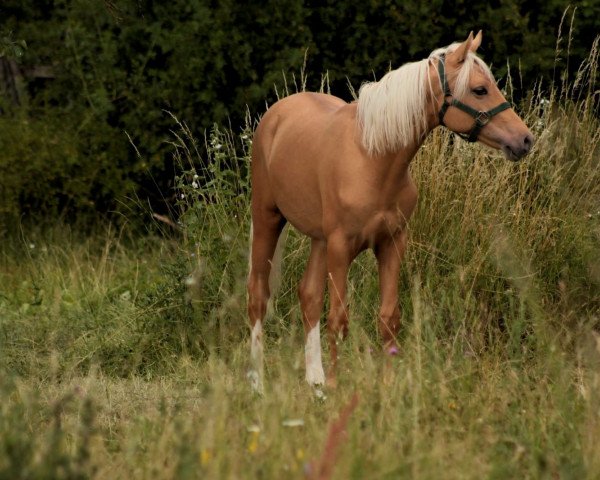 dressage horse Hengst von Dreiklang AT / Cornett (German Riding Pony, 2019, from Dreiklang AT)