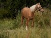 dressage horse Hengst von Dreiklang AT / Cornett (German Riding Pony, 2019, from Dreiklang AT)