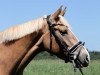 dressage horse Diarra Deluxe (German Riding Pony, 2012, from Don Dolino)