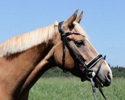 dressage horse Diarra Deluxe (German Riding Pony, 2012, from Don Dolino)