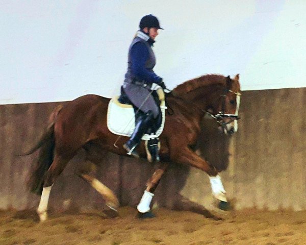 dressage horse Miami (Welsh, 2016, from FS Mr. Right)