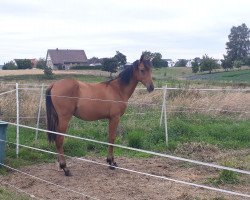 stallion Avyen J (German Horse, 2019, from Abke 4)