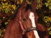 dressage horse Classic Luisa J (German Riding Pony, 2007, from Classic Dancer I)