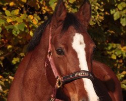 Dressurpferd Classic Luisa J (Deutsches Reitpony, 2007, von Classic Dancer I)