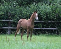 broodmare Silent Sea (Westphalian, 2015, from Sir Heinrich OLD)