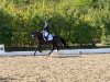 dressage horse Lillet Vive (Oldenburg, 2014, from Likoto xx)