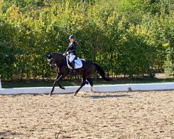 dressage horse Lillet Vive (Oldenburg, 2014, from Likoto xx)