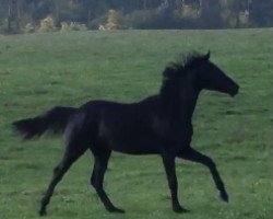 dressage horse The Black (Trakehner, 2019, from Ivanhoe)