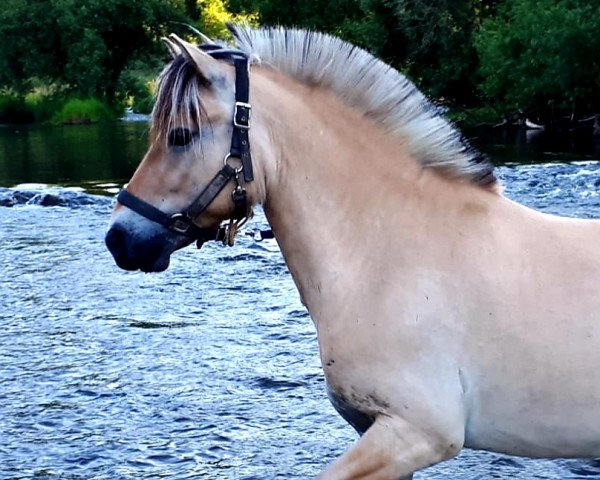 horse Dyjou (Fjord Horse, 2016, from Dylan)