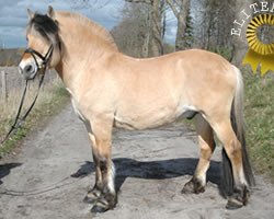 stallion Thor 43 (Fjord Horse, 1995, from Toto)